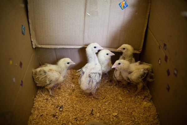 chicks-in-box